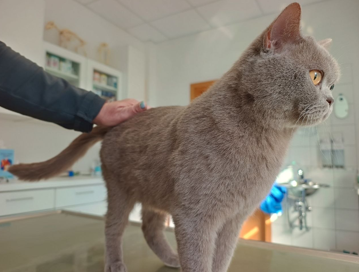 digitales Dentalröntgensystem